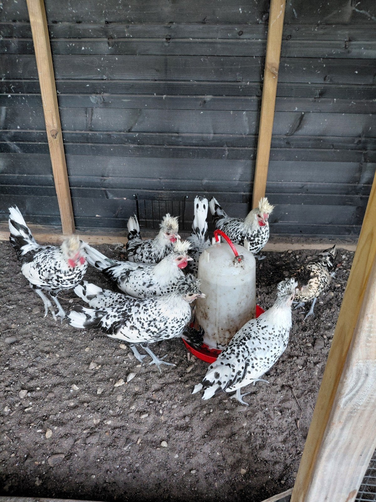 te koop mooie appenzeller hanen, Mannelijk, Kip