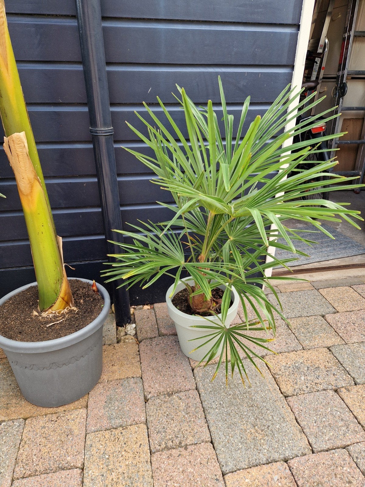 Trachycarpus Fortunei Palmboom - 1m hoog, 20cm stam, Ophalen, Overige soorten, Volle zon