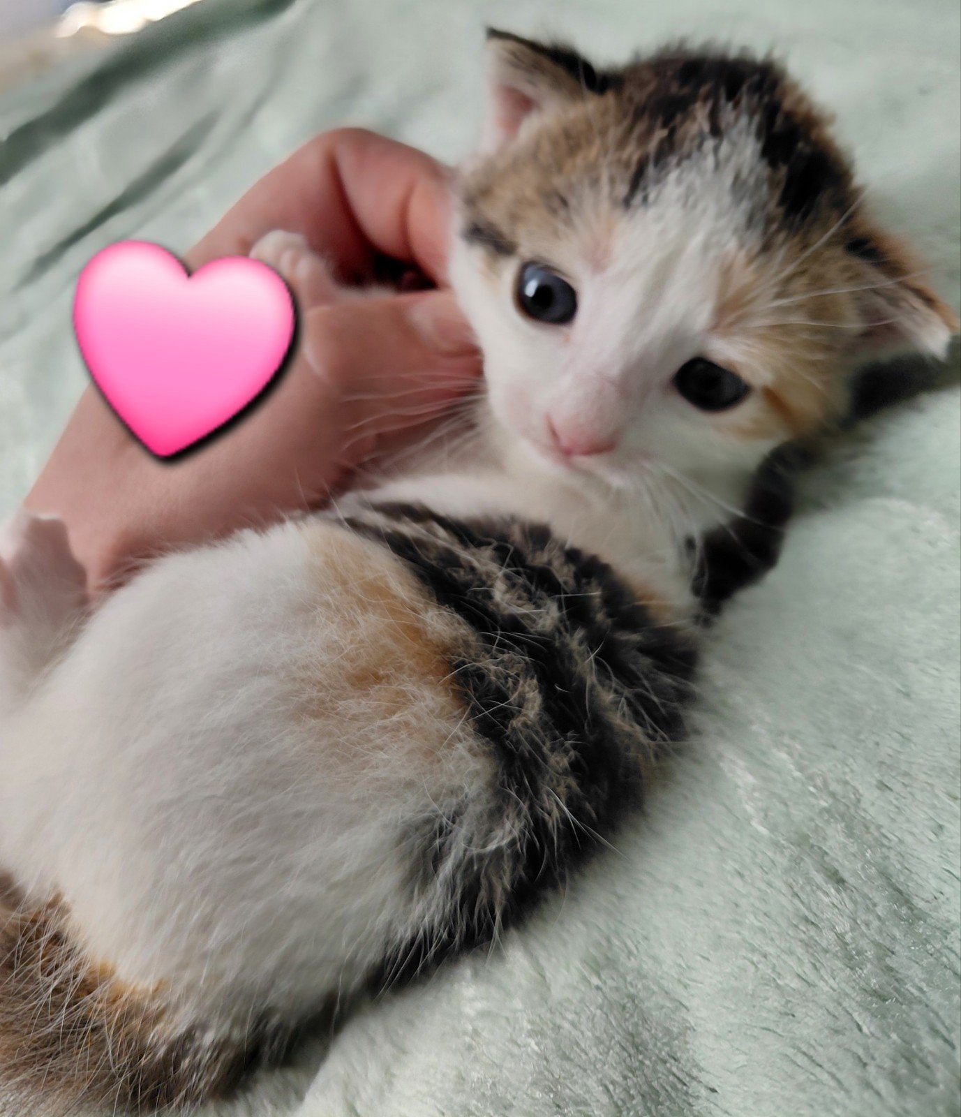 2 Kittens Beschikbaar, Meerdere dieren, Kortharig, 0 tot 2 jaar
