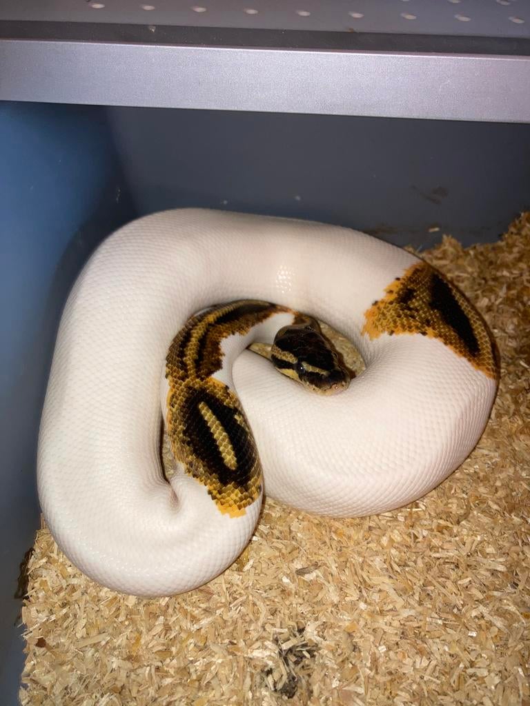 1.0 Yellow belly (pumpkin) pied dh dg clown kweekman, Slang, 0 tot 2 jaar