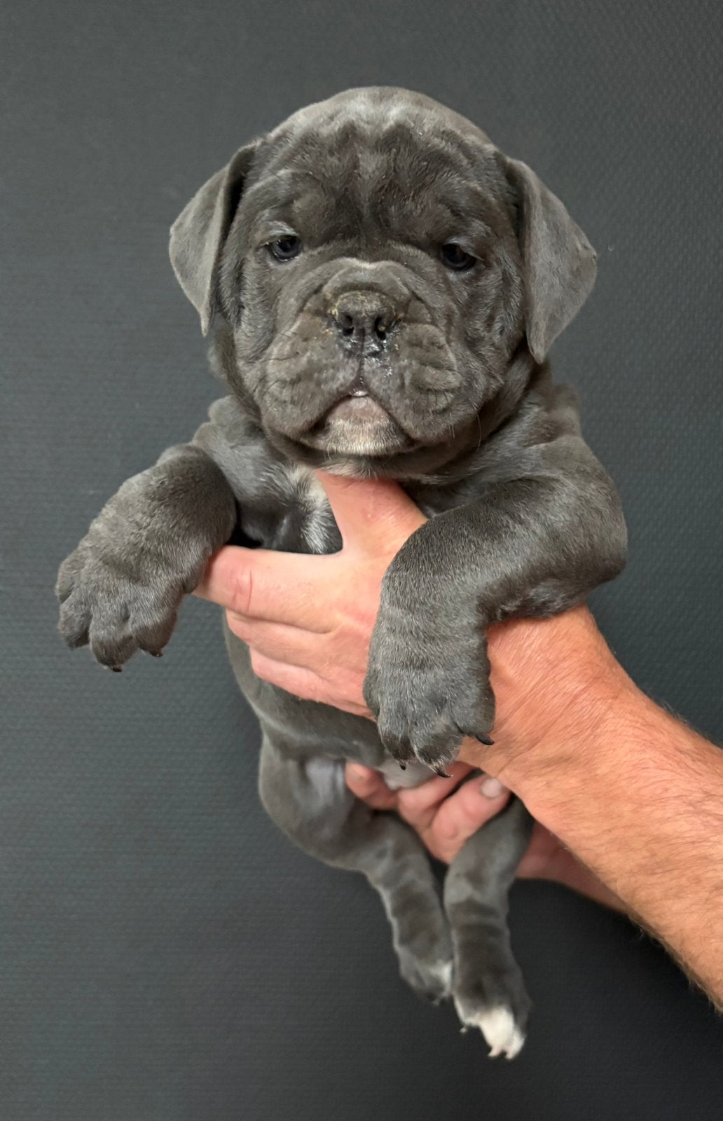 Old English Bulldog pups, 8 tot 15 weken, Parvo, Bulldog, Meerdere