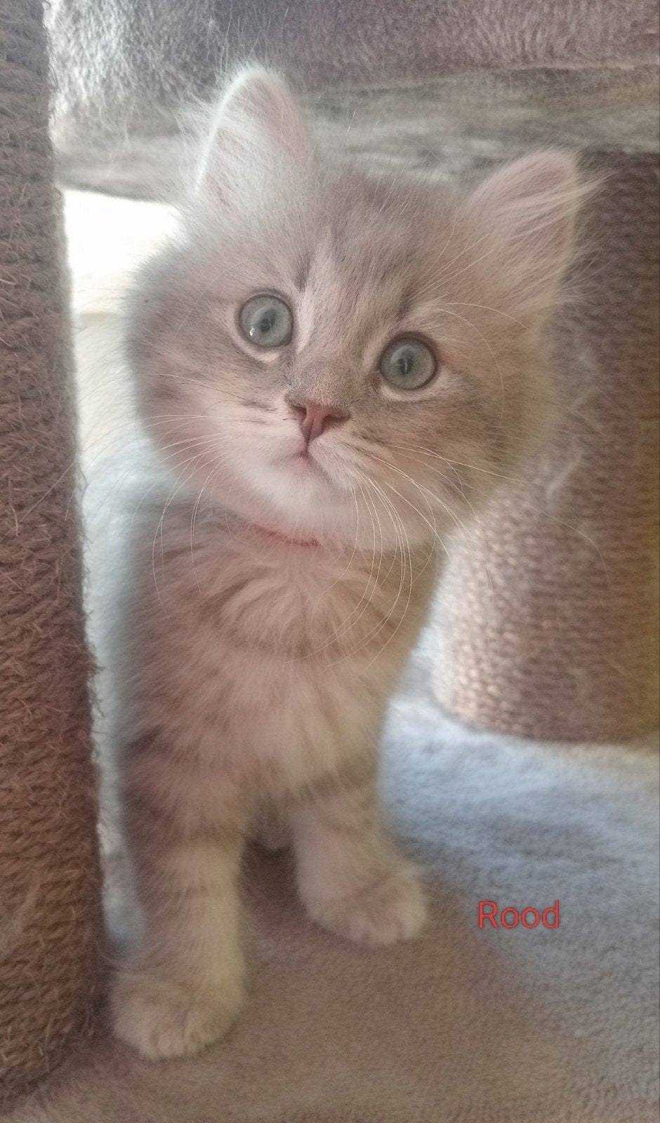 Mogen direct verhuizen: ️Ragdoll/Britse korthaar️, Poes, Ontwormd