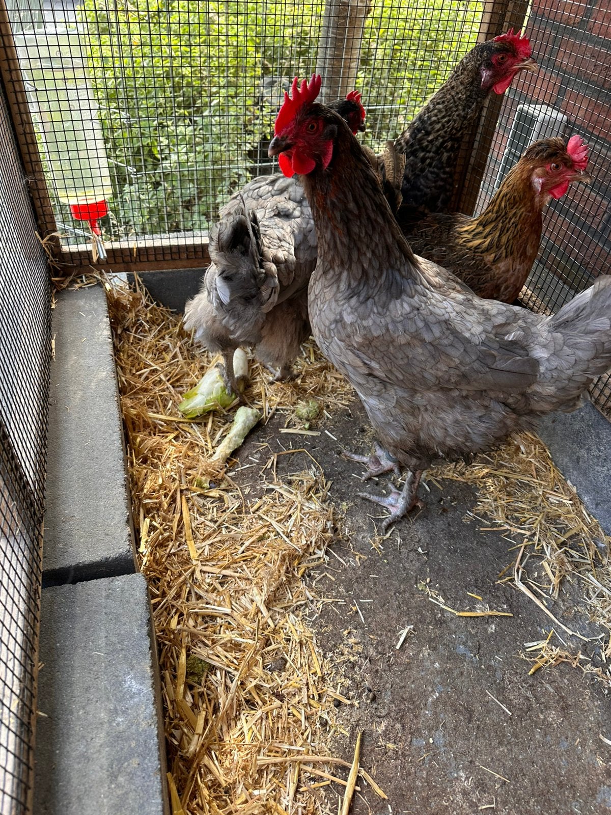 Marans, araucana, hennen raszuiver, Dieren en Toebehoren, Vrouwelijk, Kip