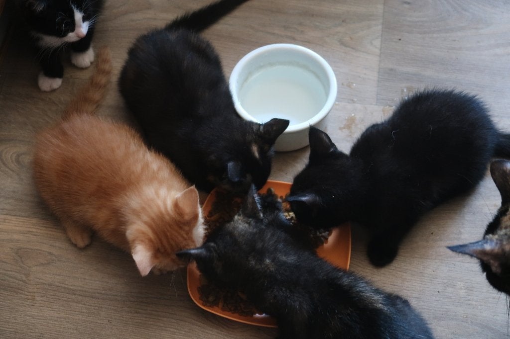 Speelse jonge kittens, Meerdere dieren, Kortharig, 0 tot 2 jaar