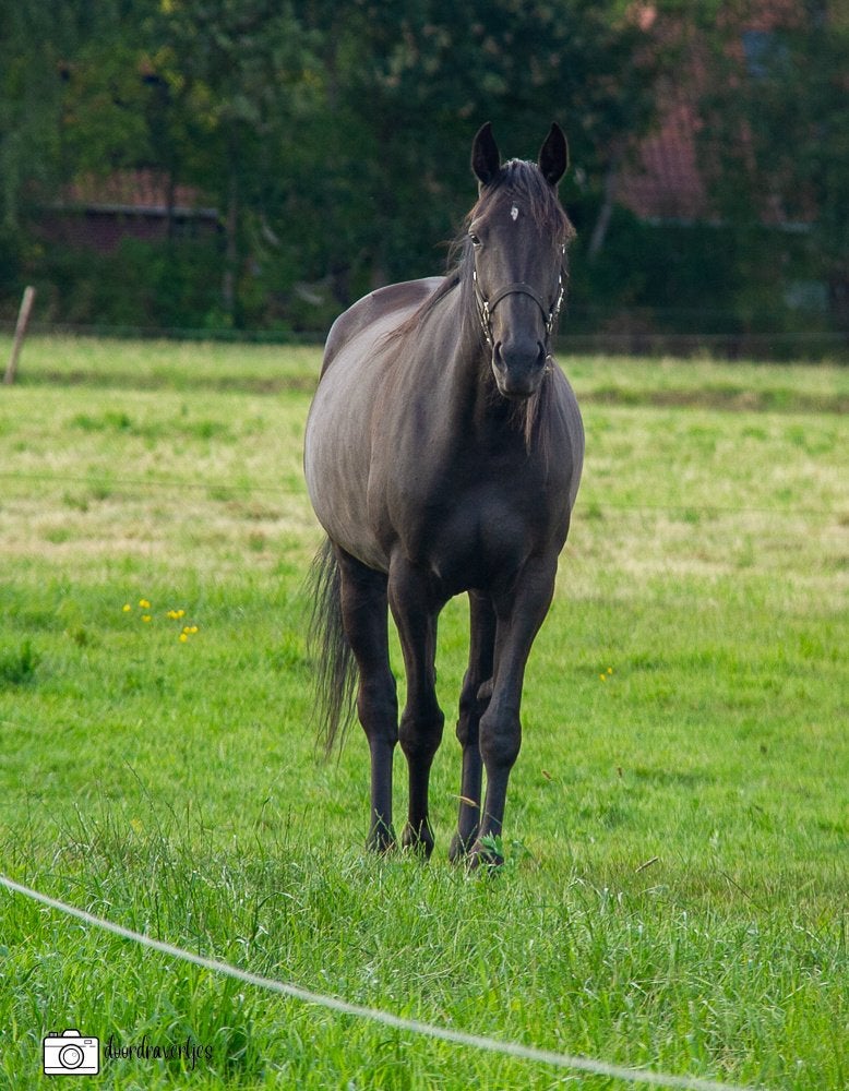 Twee vijfjarige draversmerries te koop, Dieren en Toebehoren, Merrie, Recreatiepaard, 3 tot 6 jaar