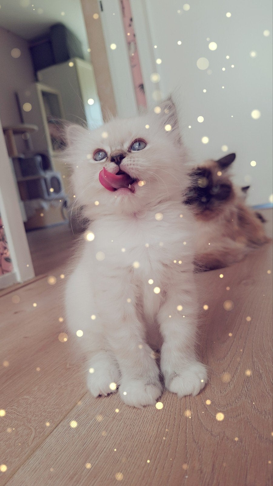 ragdoll kittens, Dieren en Toebehoren, Meerdere dieren, Gechipt, 0 tot 2 jaar