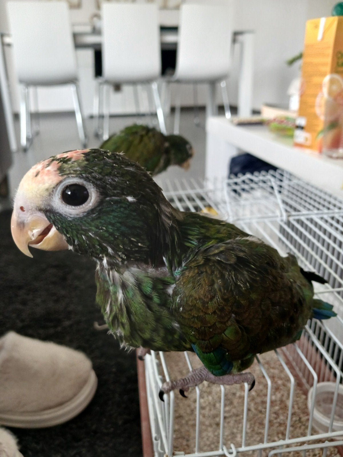 tamme pionus senilis, Dieren en Toebehoren, Meerdere dieren, Papegaai, Geringd
