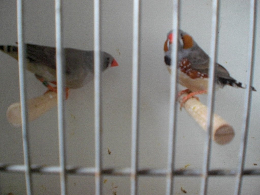 div, kleine zebravinken, Meerdere dieren, Tropenvogel