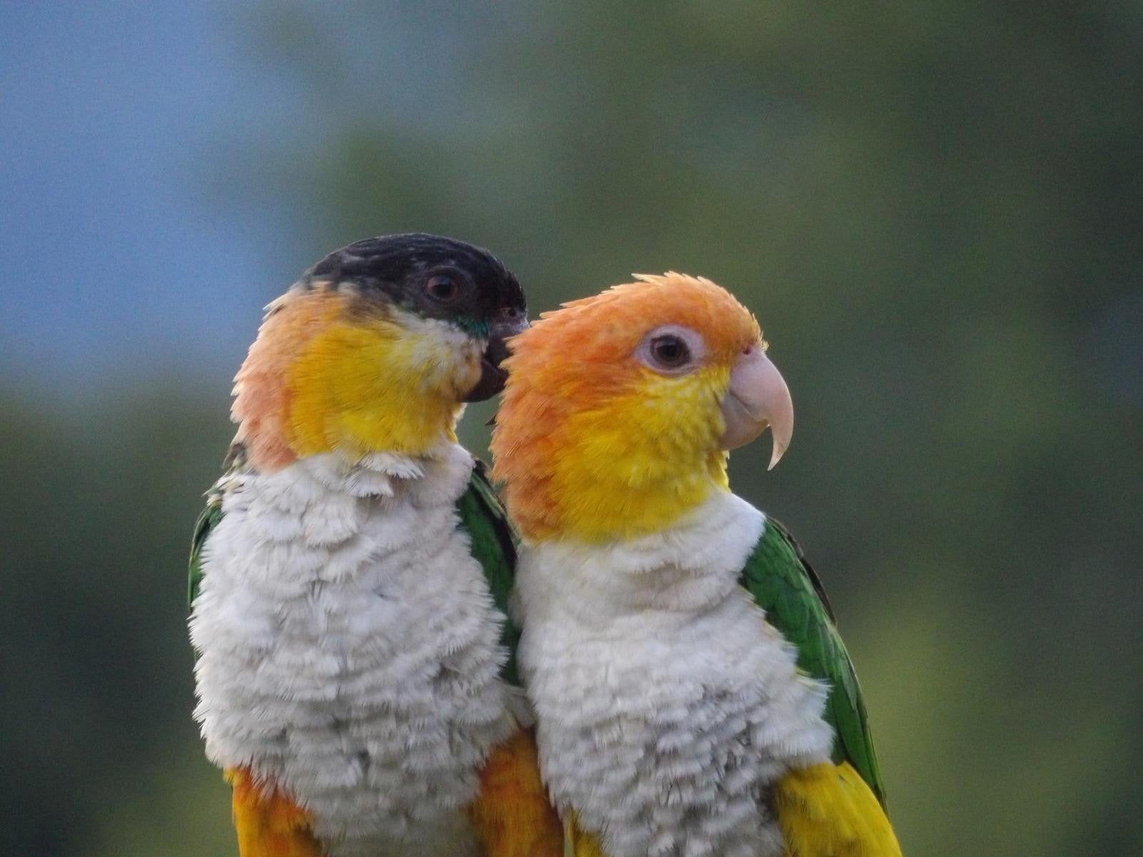 Knap tam Caique koppeltje, Dieren en Toebehoren, Meerdere dieren, Papegaai, Tam