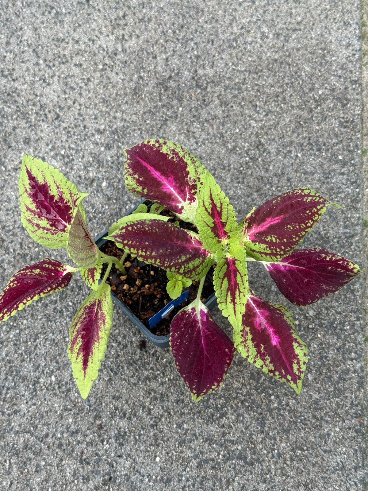 Prachtige Coleus plant - Kleurrijke bladeren, Huis en Inrichting, In pot, Minder dan 100 cm, Groene kamerplant, Groenteplant
