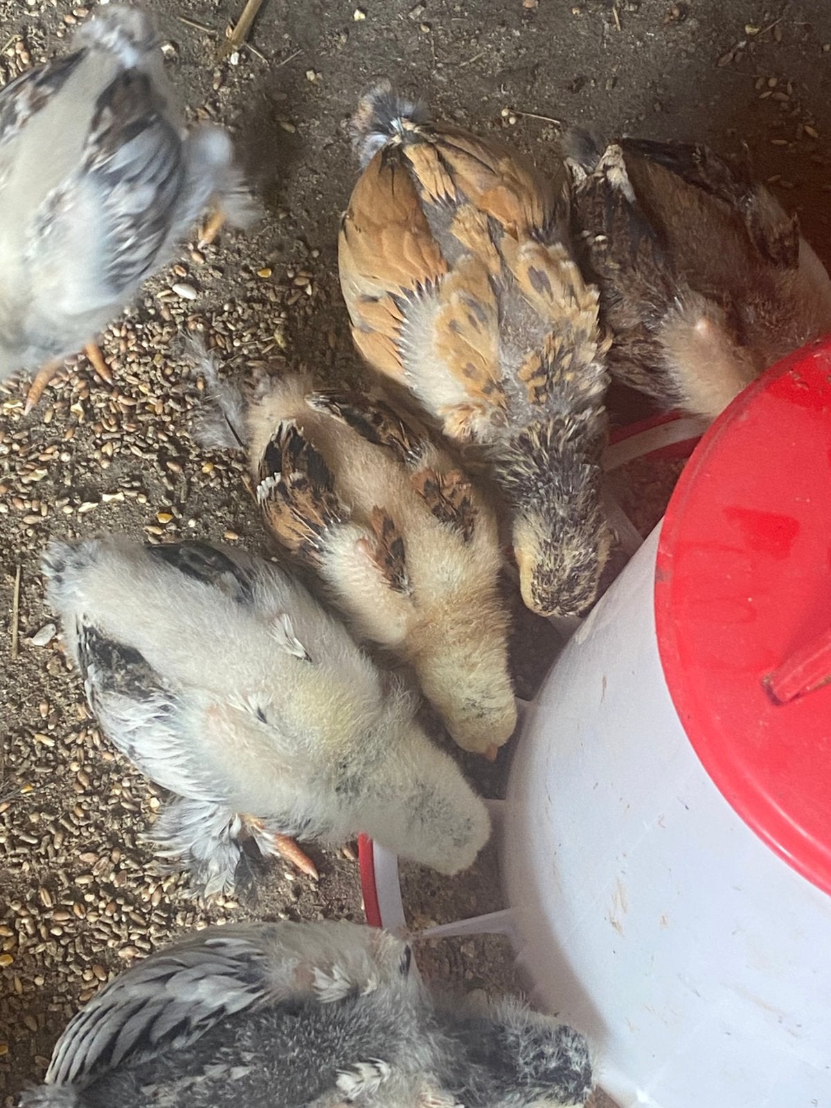 Brahma kuikens, Dieren en Toebehoren, Pluimvee, Geslacht onbekend, Kip