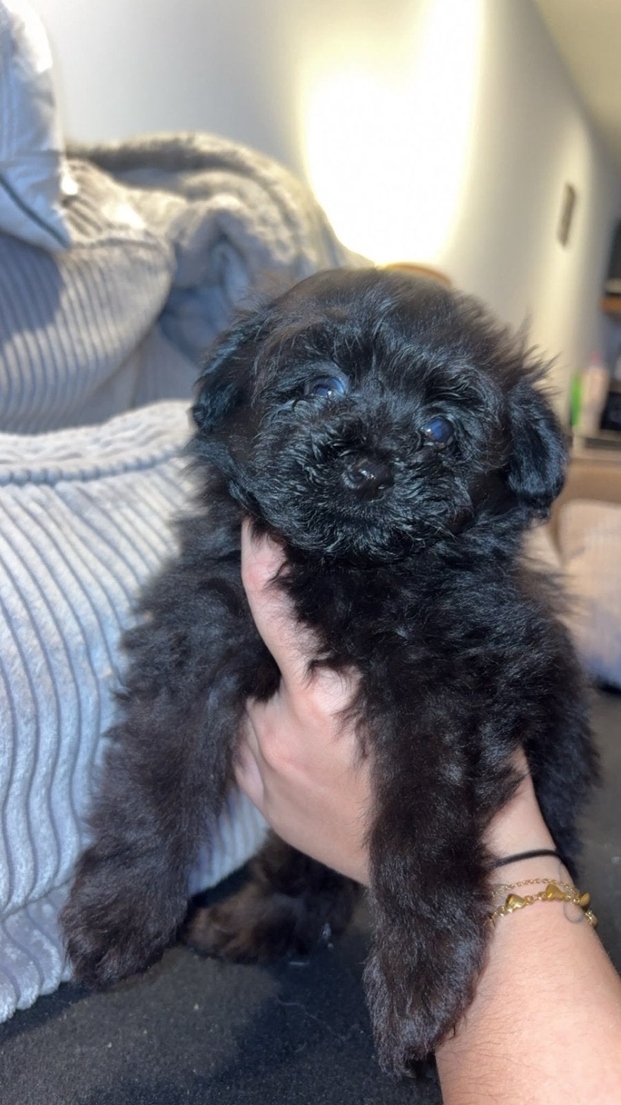 Pomapoo, Overige rassen, Meerdere, Meerdere dieren, Nederland