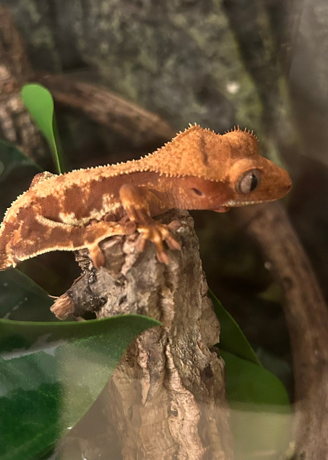 Wimper gecko - crested gecko Crested Gecko - unknown for sale from Elroy van den brink