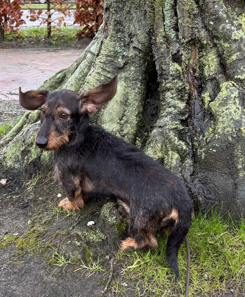 Ruwhaar kaninchen teckeltje 20 mndn, Dieren en Toebehoren, Kaninchen, Reu, 1 tot 2 jaar, Parvo