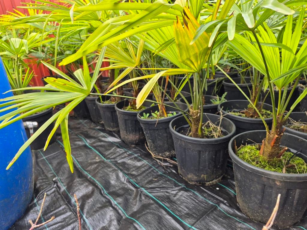 Palmboom trachycarpus fortunei, Volle zon, Vaste plant, Bloeit niet, Ophalen