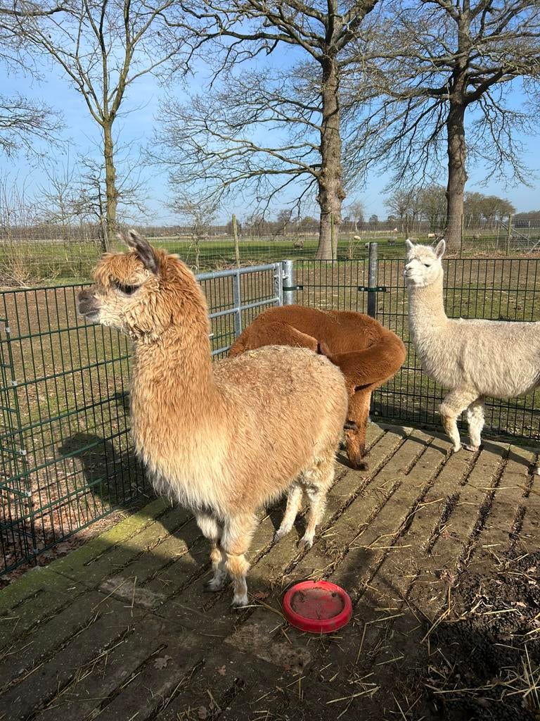 Mooie alpaca merrie s., Dieren en Toebehoren, Juli, Vrouwelijk