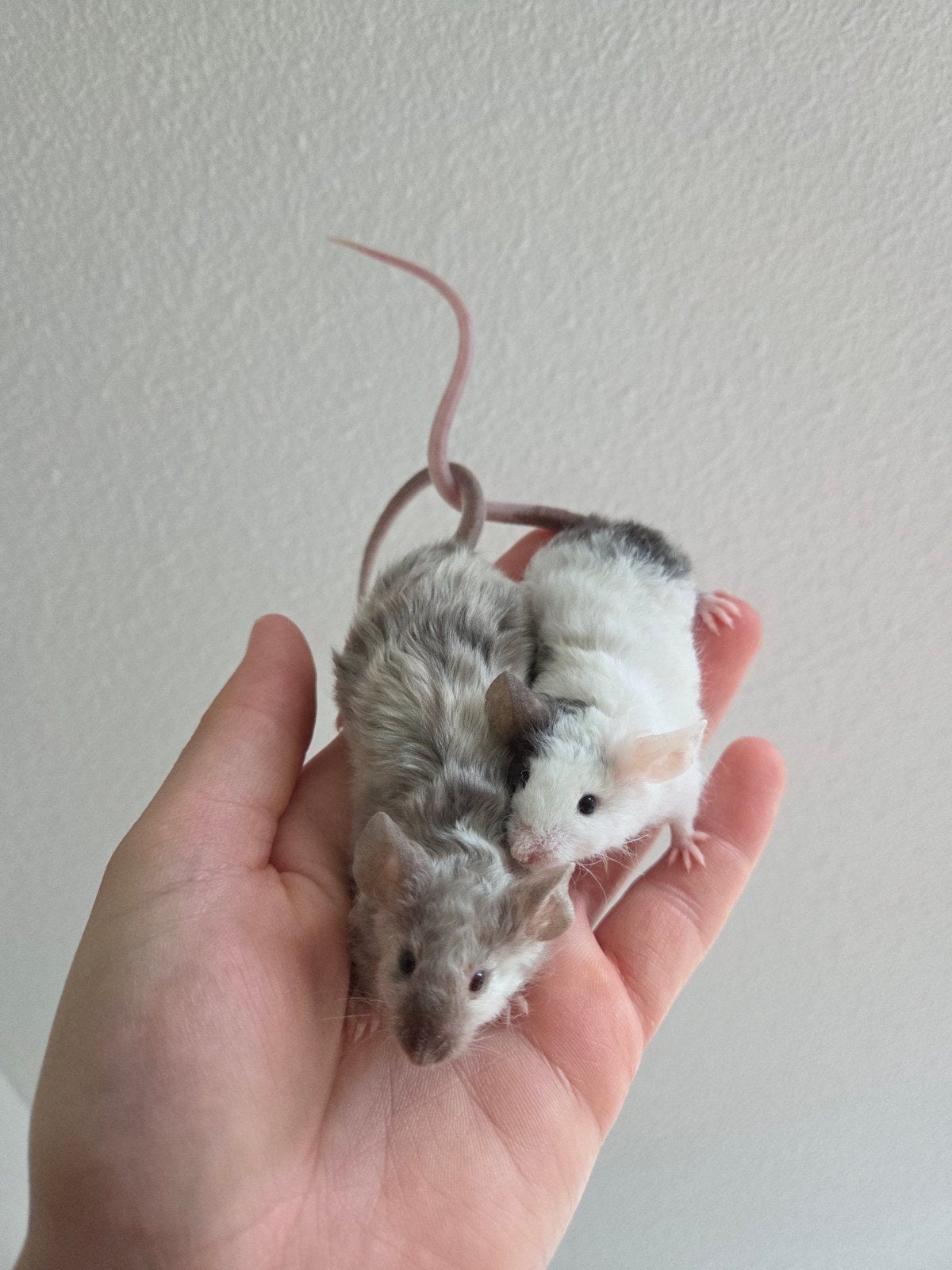 Texel kleurmuizen, Augustus, Muis, Meerdere dieren, Tam