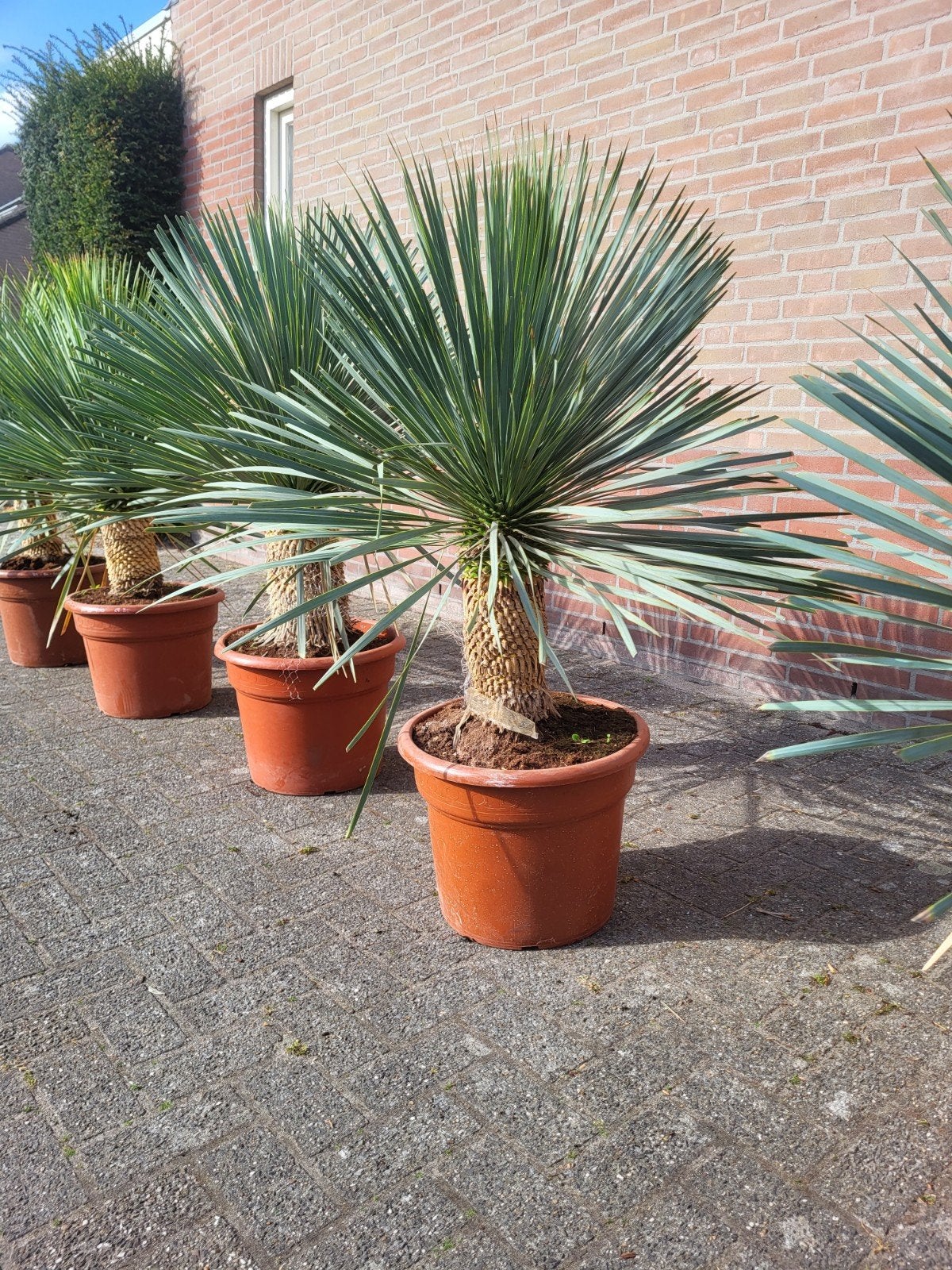 Yucca rostrata verkoop deze zondag 14 juni, Ophalen of Verzenden, Overige soorten, Volle zon