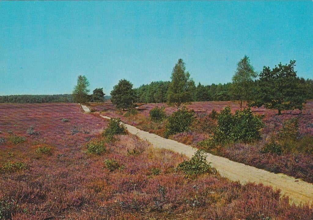 NEDERLAND Heide, Verzamelen, Ansichtkaarten | Nederland, Ongelopen, Zuid-Holland, 1960 tot 1980, Verzenden