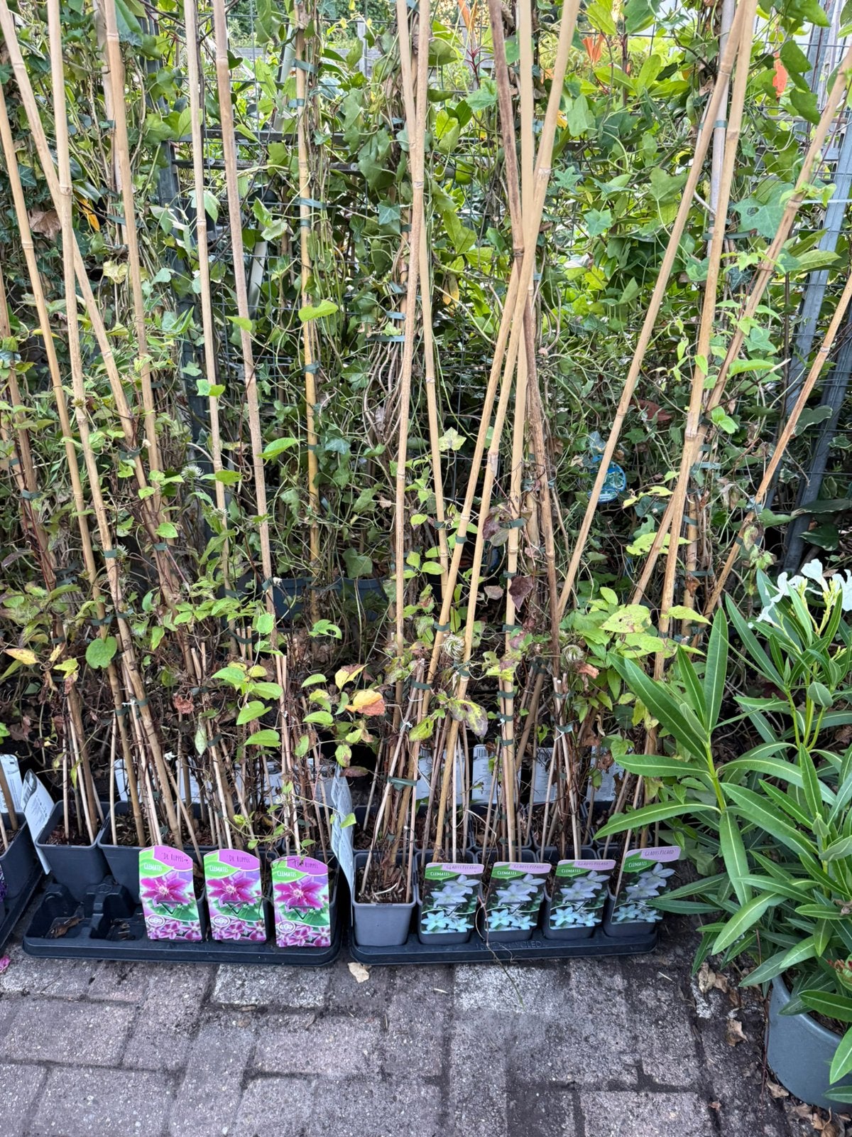 Clemetis en kamperfoelie div soorten mooie lengte 6,95 pst, Tuin en Terras, Ophalen, Volle zon, Vaste plant, Klimplanten