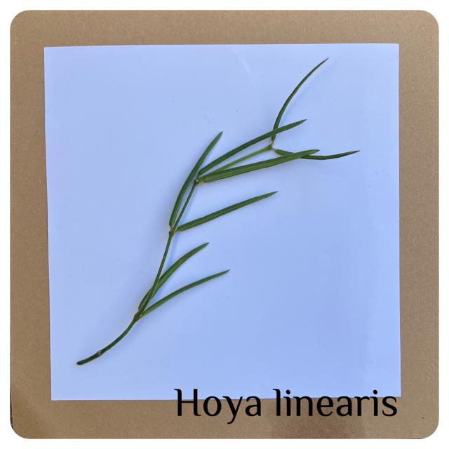27. stekje hoya linearis stekje €1,50, Ophalen of Verzenden, Halfschaduw, Minder dan 100 cm