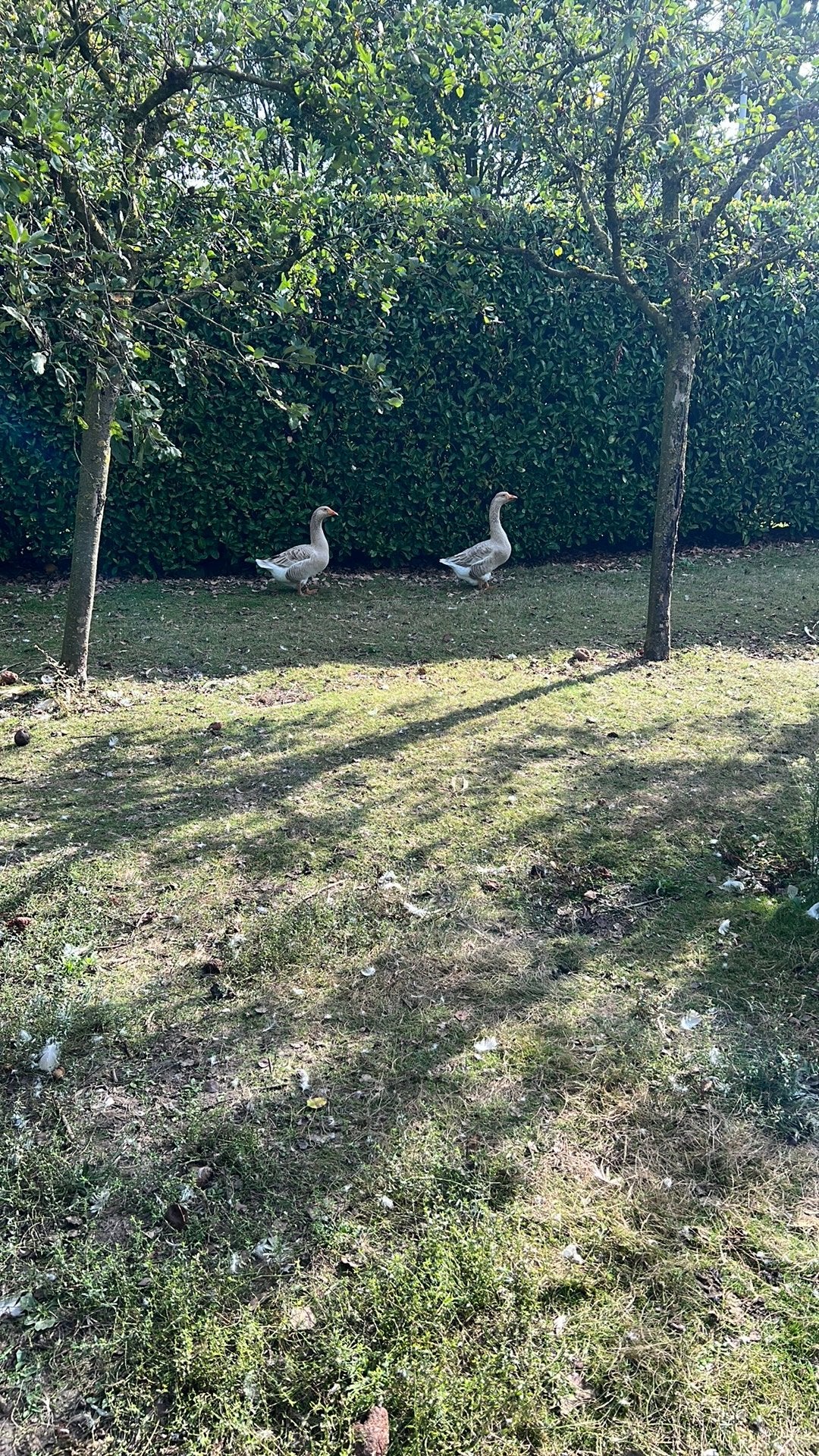 Amerikaanse buff ganzen  overjarig 2024, Dieren en Toebehoren, Meerdere dieren, Gans of Zwaan