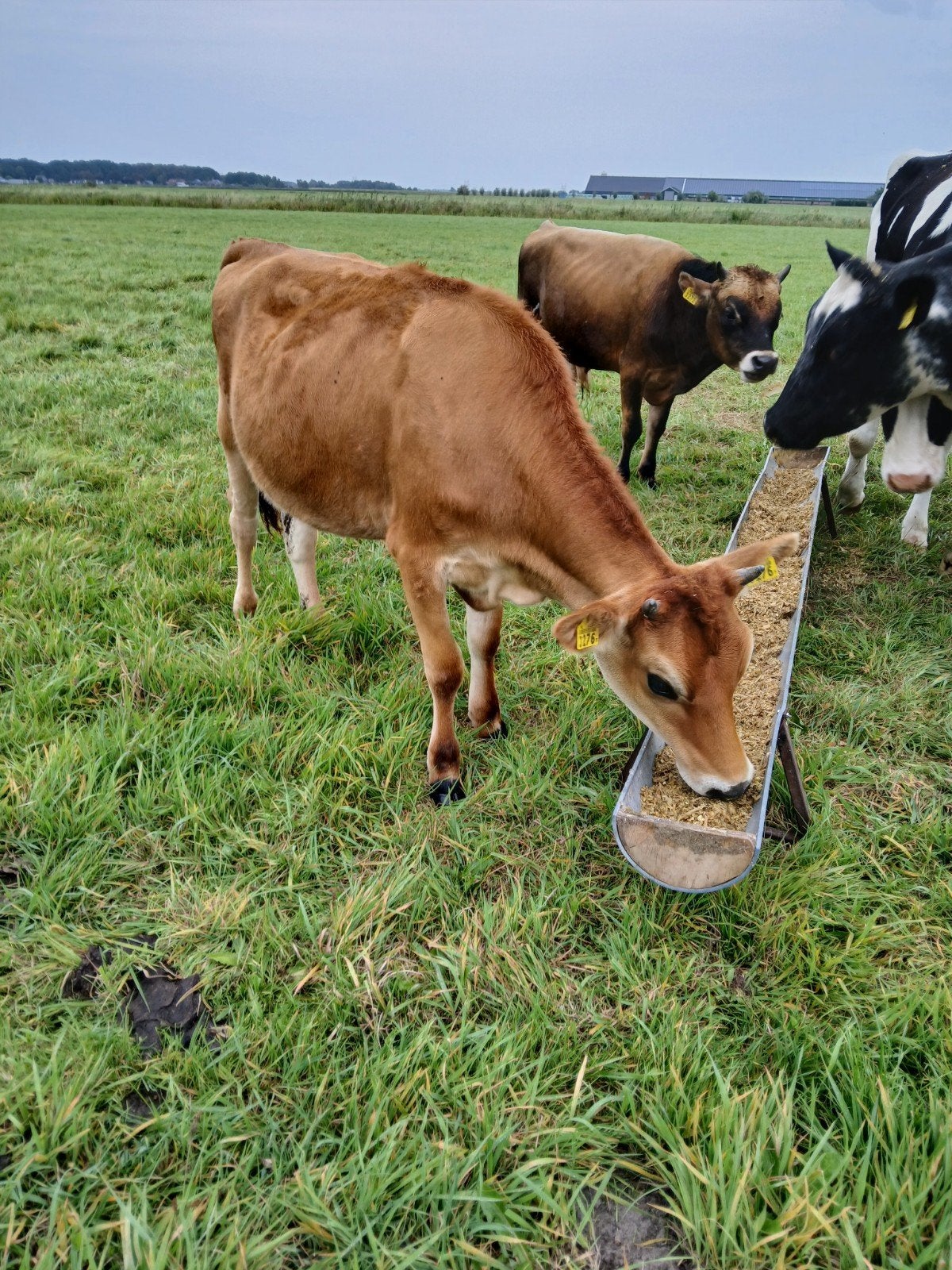 jersey  pink en stier, Dieren en Toebehoren, Runderen, Meerdere dieren