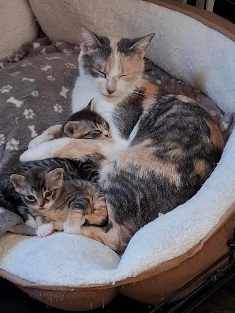 Kittens  Europees korthaar, Dieren en Toebehoren, Meerdere dieren, Kortharig, 0 tot 2 jaar