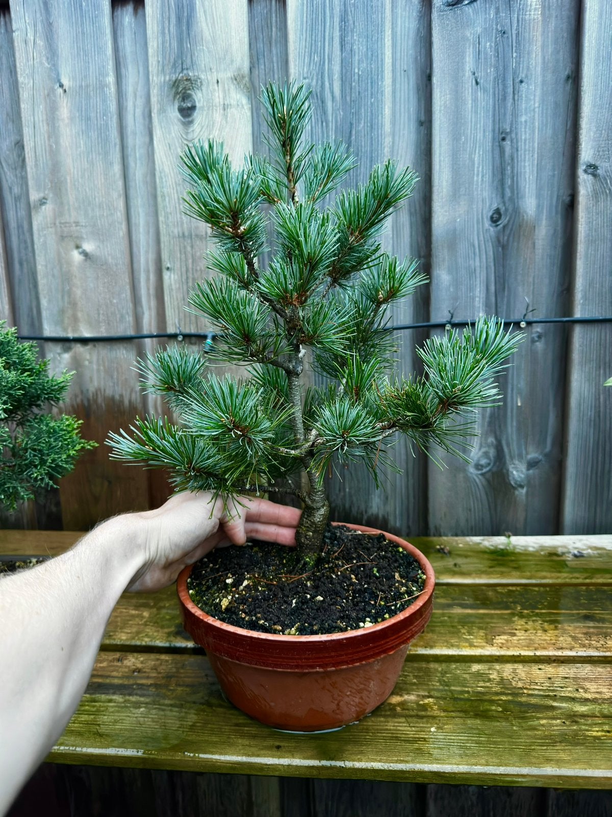 Japanese white pine bonsai, Bloeit niet, Overige soorten, Minder dan 100 cm, Ophalen