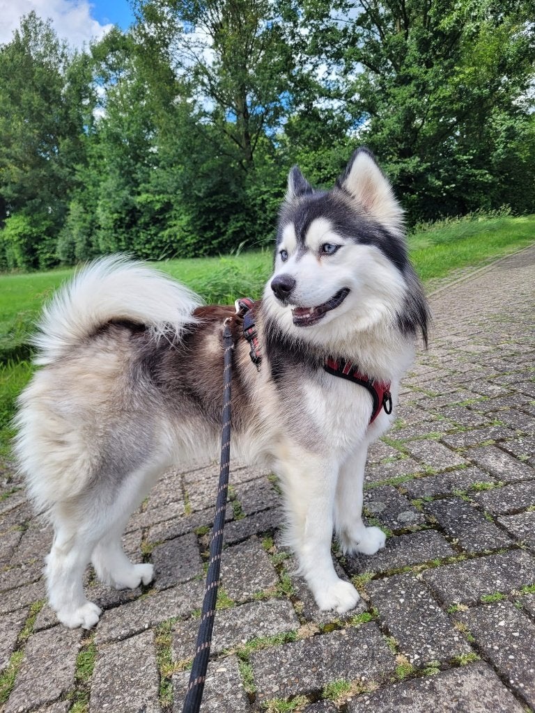 Pomsky dekreu Blitz, Dieren en Toebehoren, Honden | Dekreuen, Reu, Particulier, Eén hond, Nederland, 1 tot 2 jaar, CDV (hondenziekte)