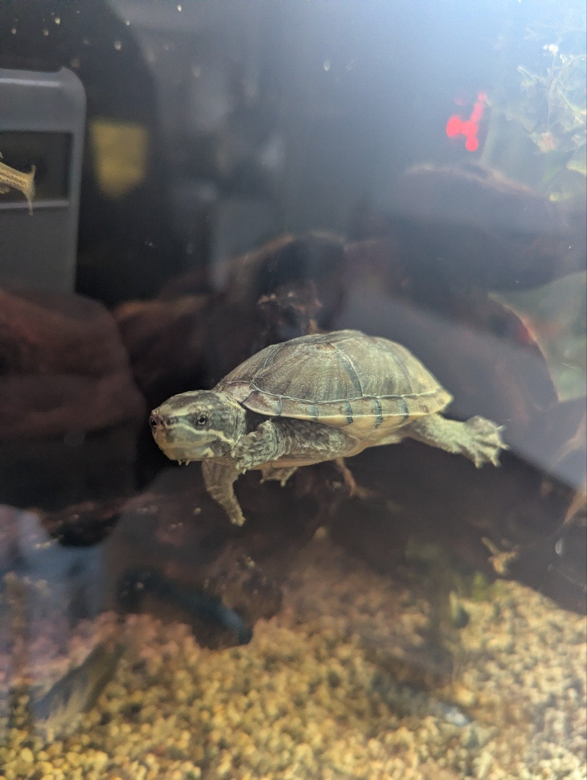Muskus schildpad, Dieren en Toebehoren, Reptielen en Amfibieën, Schildpad, 0 tot 2 jaar