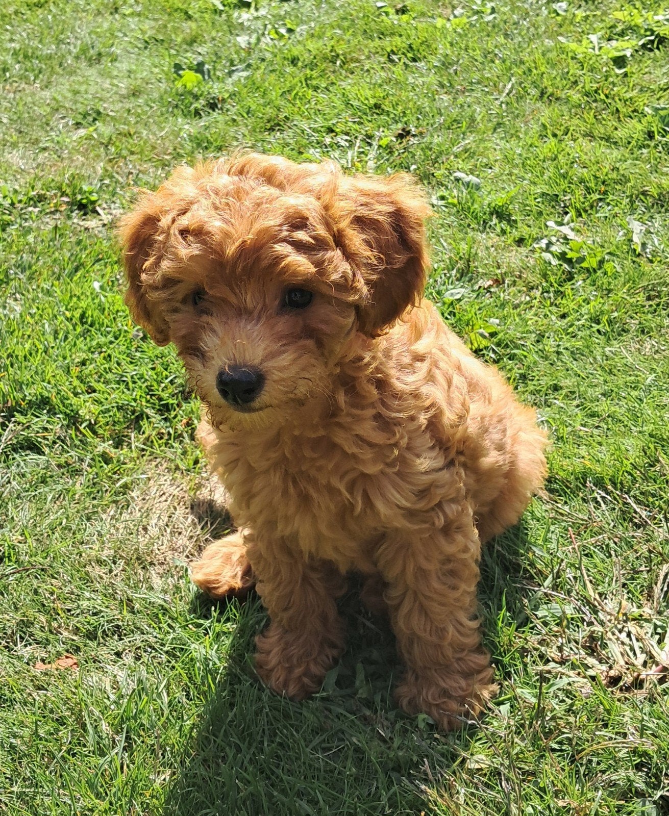 Toypoedel/dwergpoedel pup, Dieren en Toebehoren, Poedel, 8 tot 15 weken, Teef, Parvo