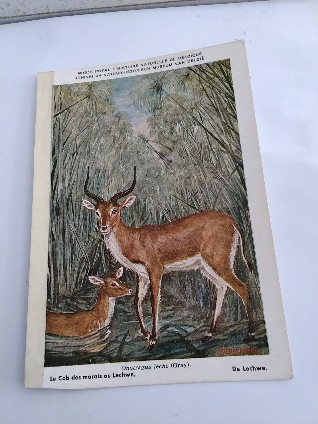 DE LECHWE, Ophalen of Verzenden, Voor 1920, Overige thema's