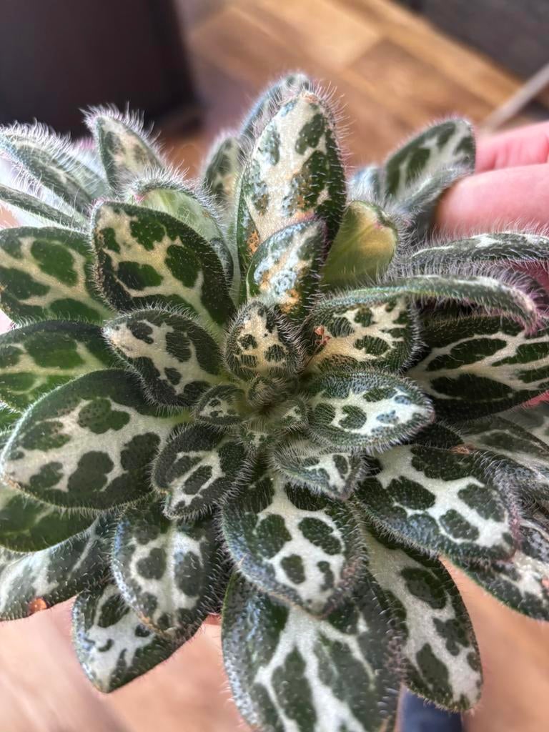 Terrariumplant / kamerplant primula dryas, Huis en Inrichting, Ophalen of Verzenden, Halfschaduw, Minder dan 100 cm
