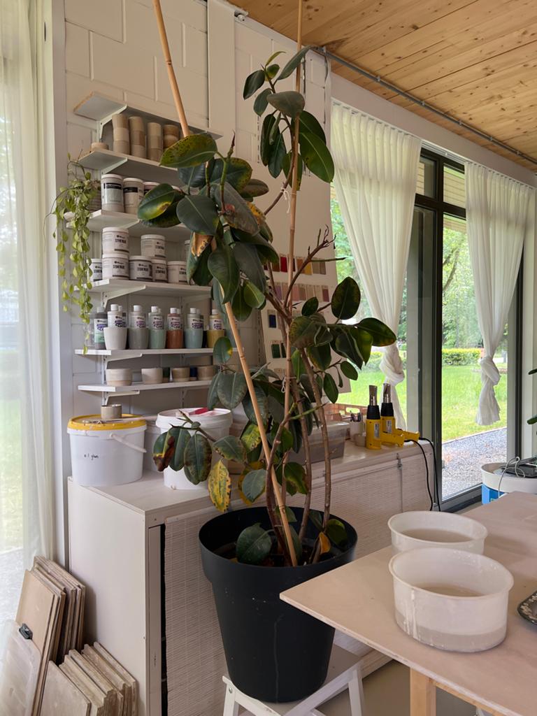 Grote Ficus in pot - gratis af te halen, Tuin en Terras, Planten | Tuinplanten, Vaste plant, Bloeit niet, Halfschaduw, Ophalen