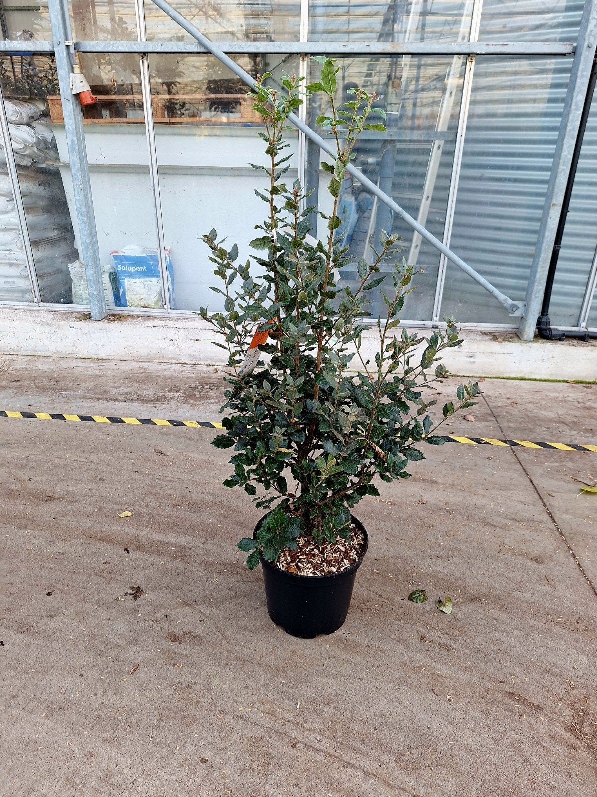 Quercus Ilex ❗️🍀 meerstam steeneik🍀❗️, Ophalen, Halfschaduw, Overige soorten