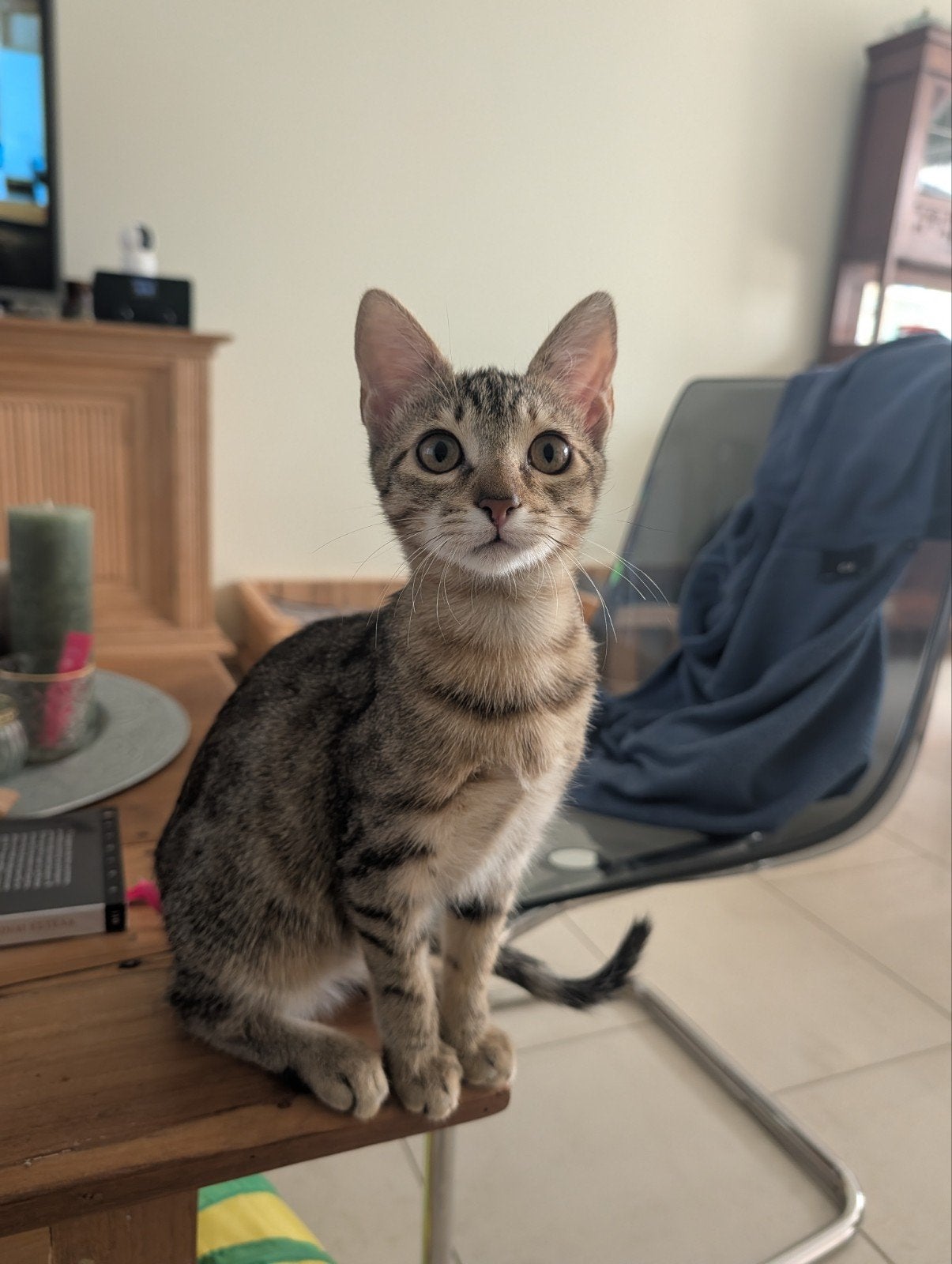 Helen zoekt een warm, liefdevol en veilig thuis, Poes, Kortharig, 0 tot 2 jaar