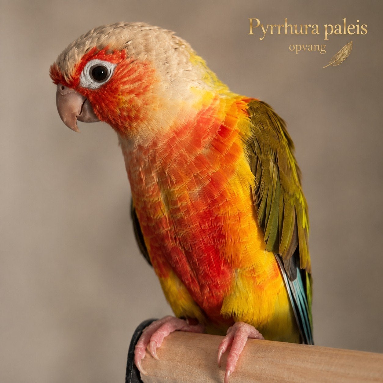 Rio (Ter Adoptie), Dieren en Toebehoren, Vogels | Parkieten en Papegaaien, Mannelijk, Papegaai