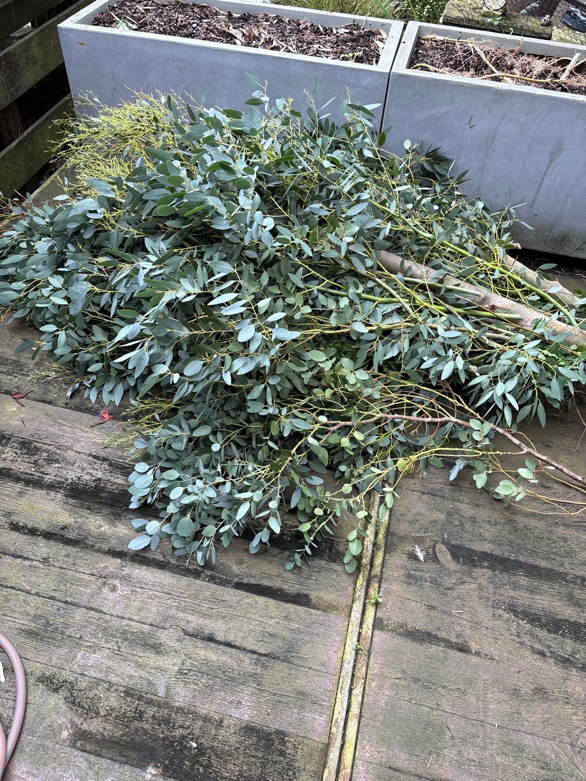 Gratis eucalyptus takken, Tuin en Terras, Ophalen, Volle zon, Overige soorten