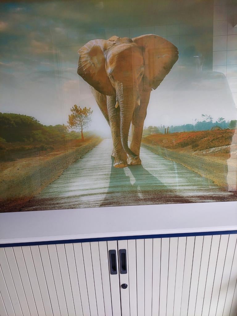 Glas schilderij olifant  80 x 125 cm, Ophalen