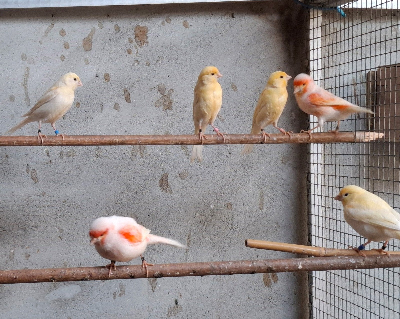 Te koop rode mozaïek kanaries, Meerdere dieren, Kleurkanarie