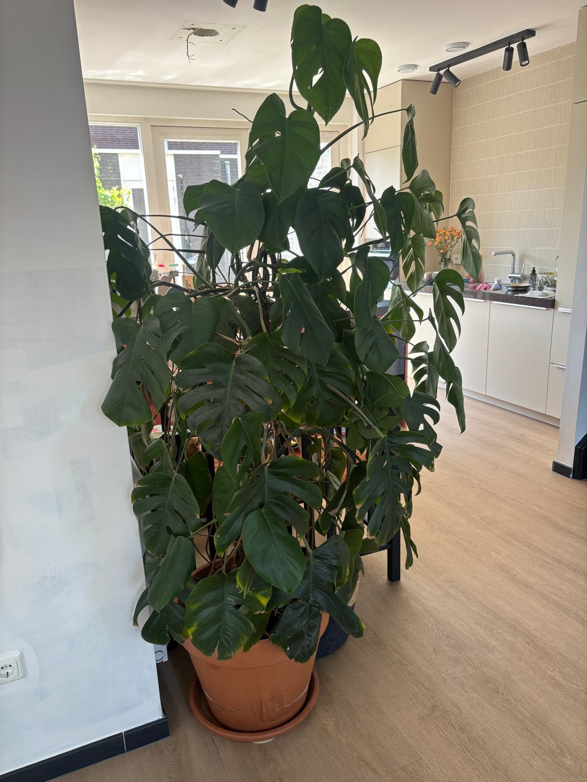 Grote Monstera plant van 170 cm, Ophalen, Overige soorten, Halfschaduw, In pot