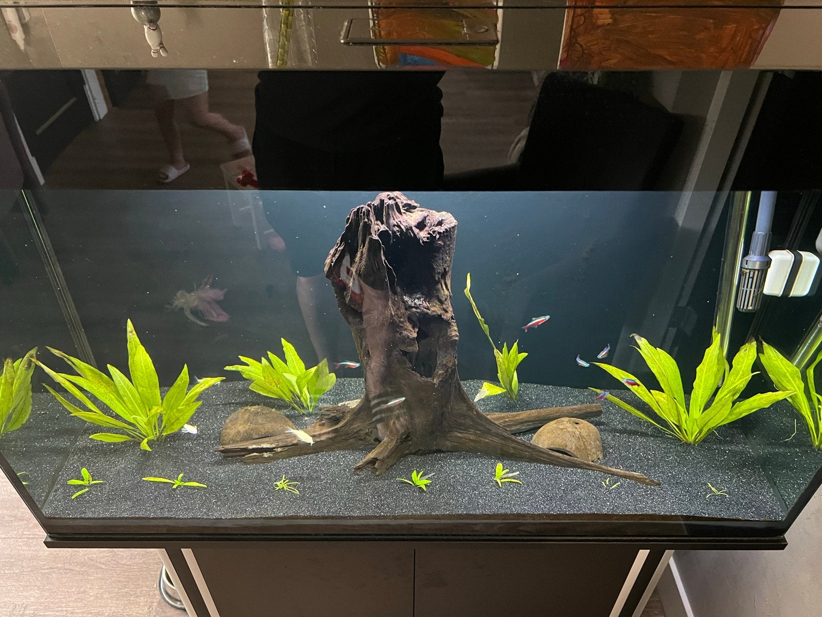 Aquarium 250 liter compleet met externe pomp, Ophalen, Aquael, Inclusief toebehoren, Gevuld zoetwateraquarium