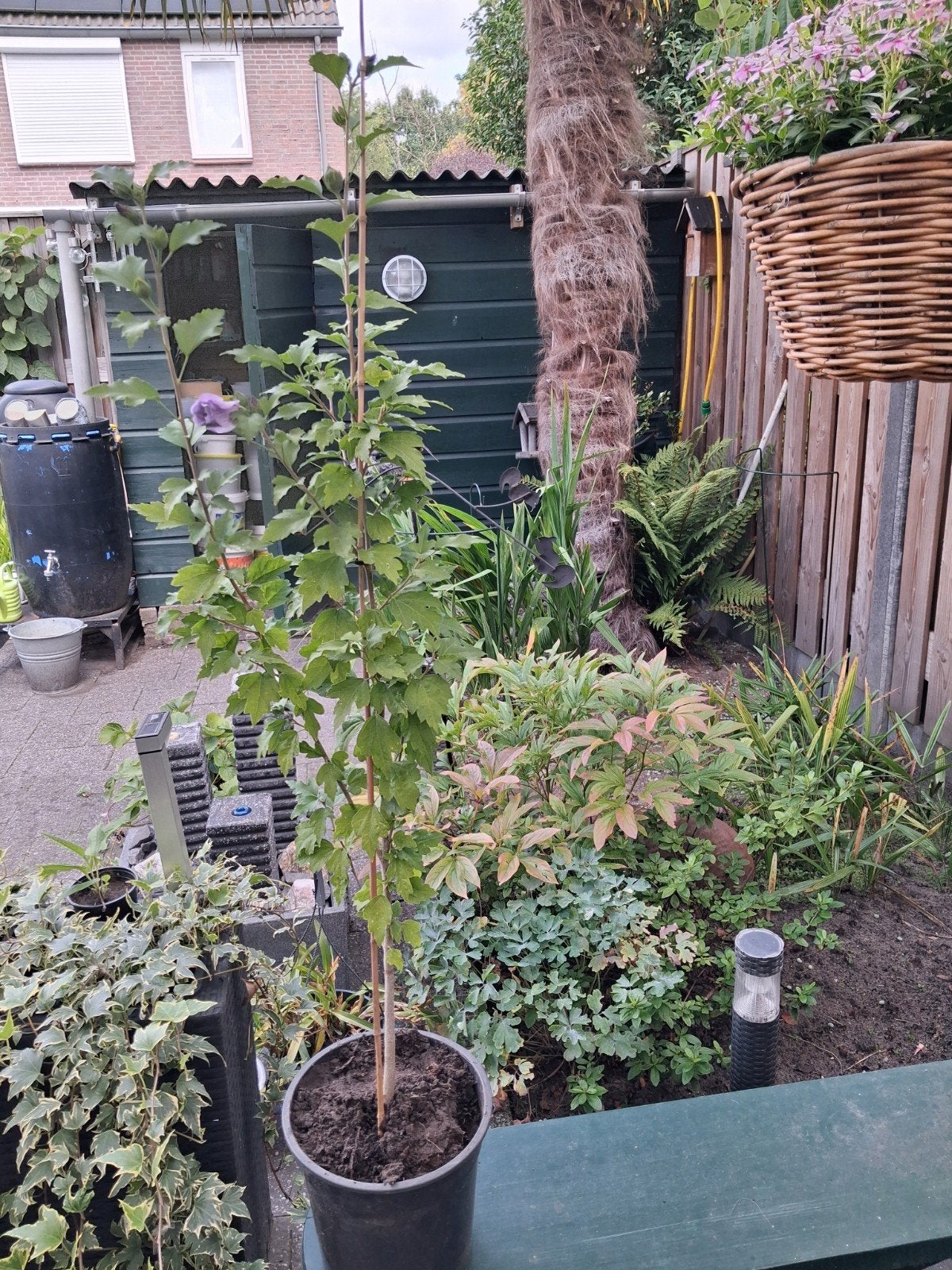 hibiscus, Tuin en Terras, Planten | Bomen, Halfschaduw, Overige soorten, Minder dan 100 cm, Zomer