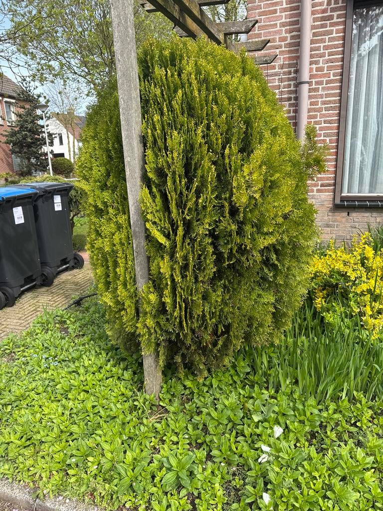 Grote conifeer, Ophalen, Conifeer, Haag, 100 tot 250 cm
