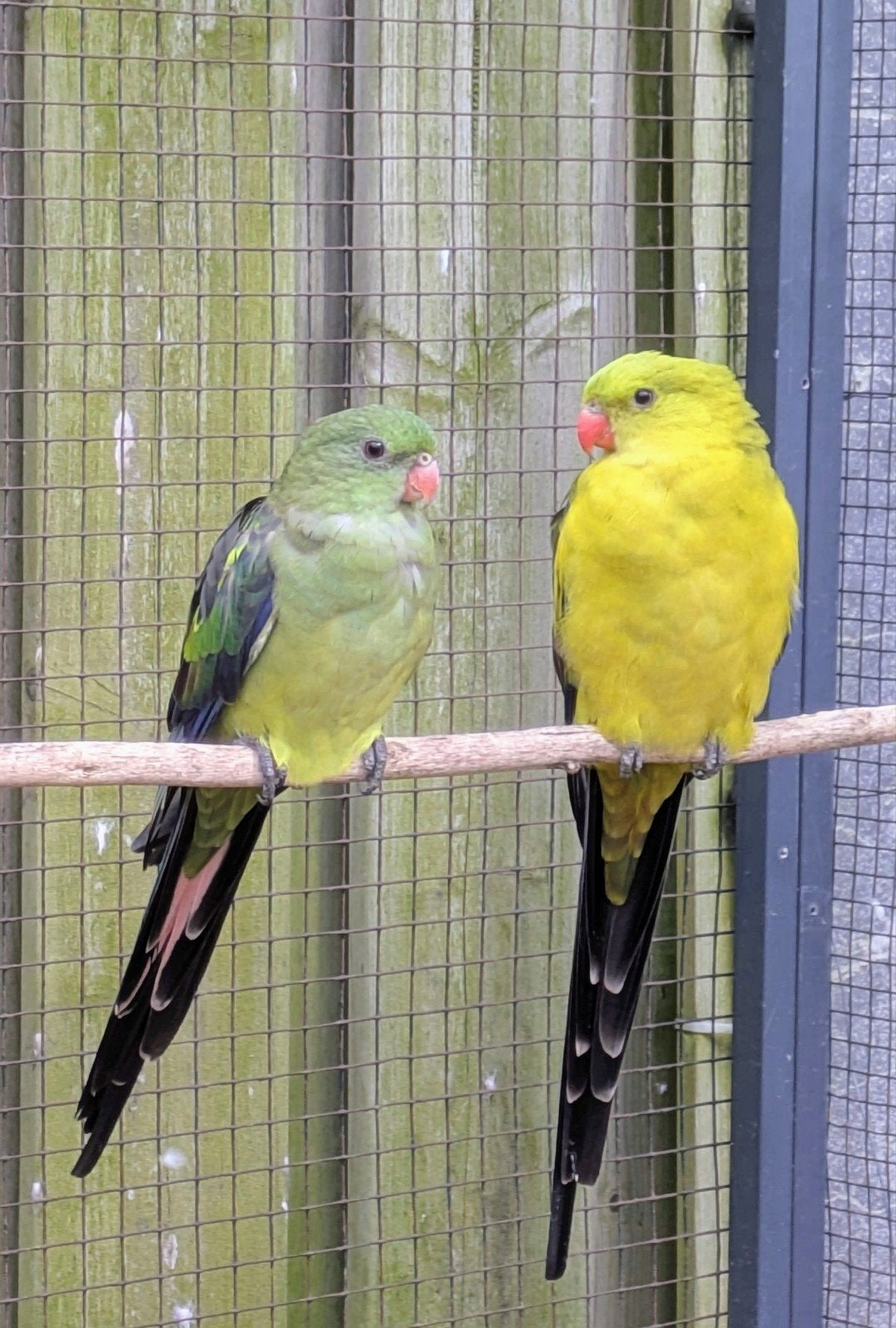 Berg Parkieten, Dieren en Toebehoren, Meerdere dieren, Parkiet