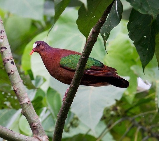 koppel stephani groenvleugelduiven, Meerdere dieren, Tropenvogel, Geringd