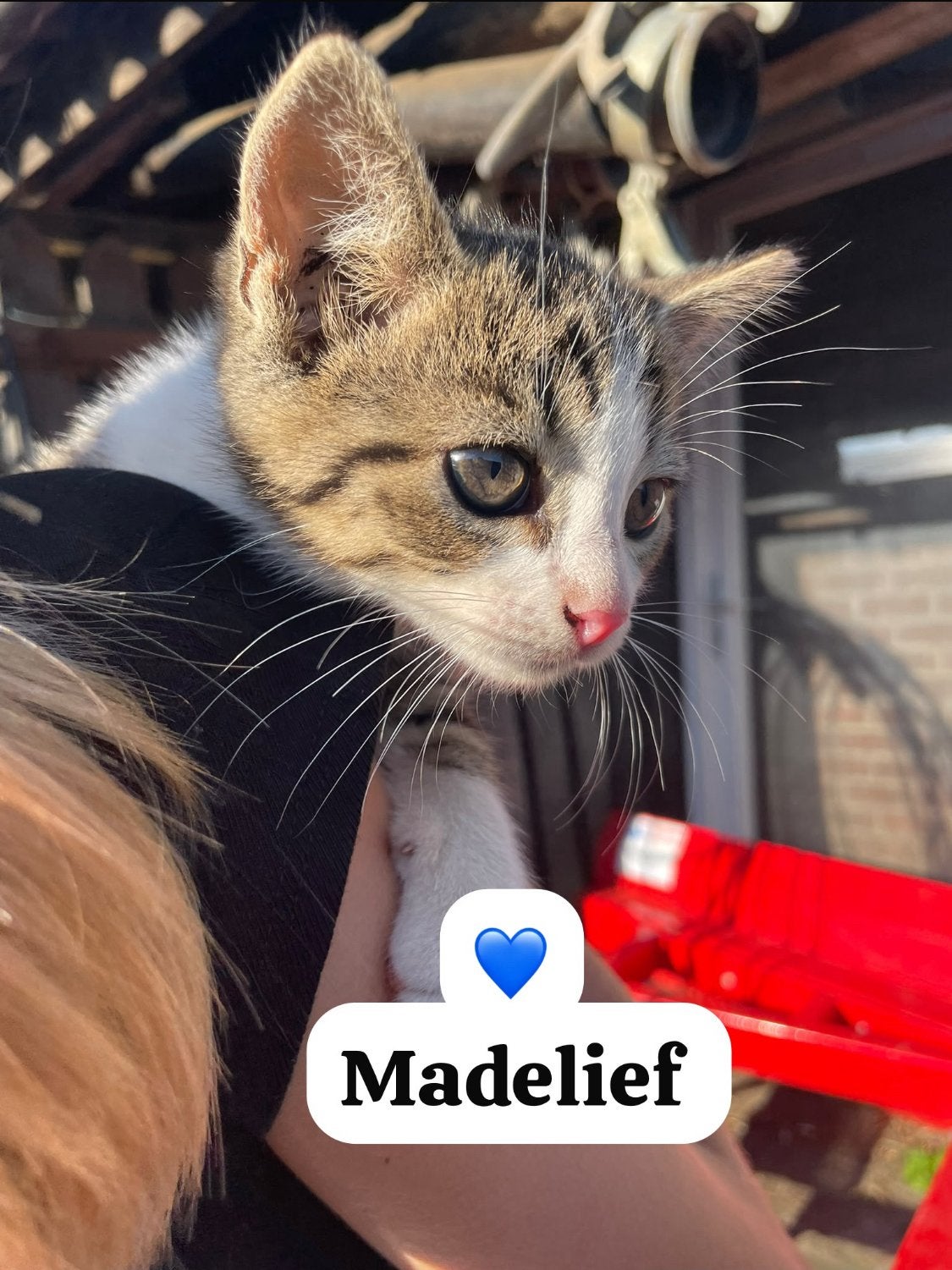 Boerderijkatten, Dieren en Toebehoren, Meerdere dieren