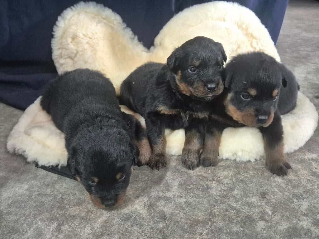 Rottweiler pups, Dieren en Toebehoren, Honden | Bulldogs, Pinschers en Molossers, 8 tot 15 weken, Parvo, Meerdere, Meerdere dieren