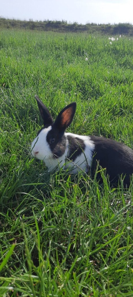 Hollander konijn ram, Dieren en Toebehoren, Konijnen, Middelgroot, Mannelijk, 0 tot 2 jaar